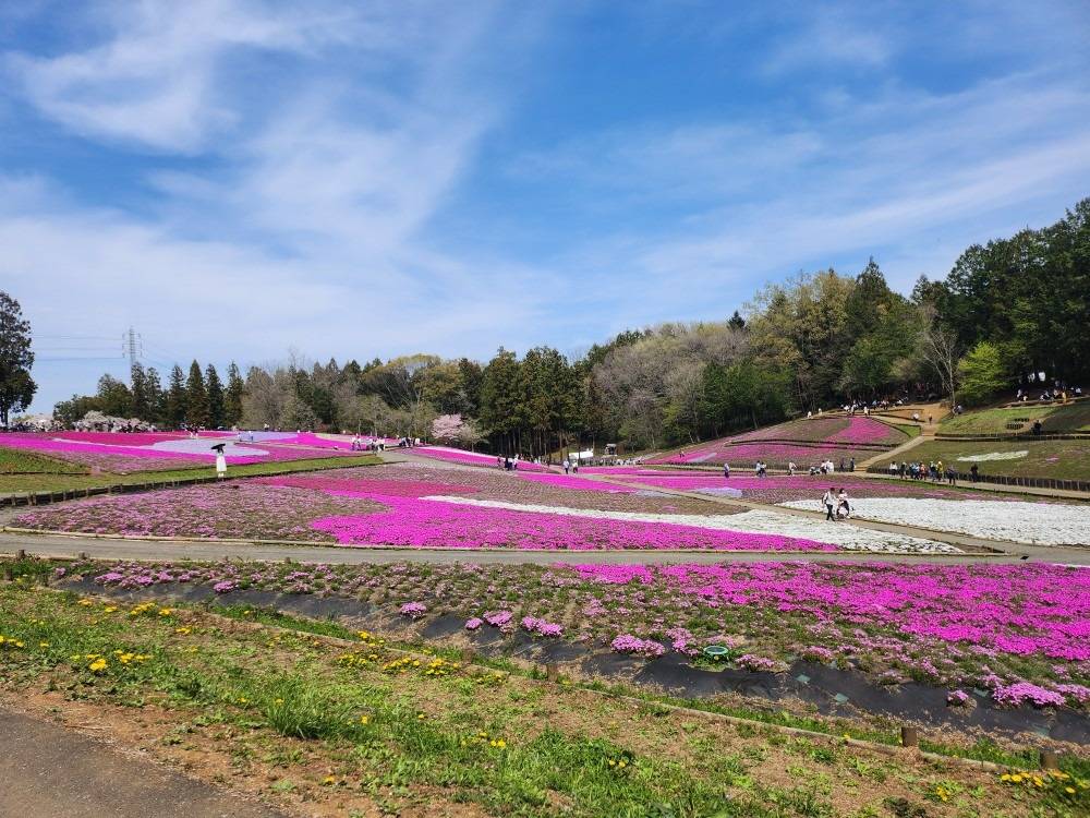 芝桜
