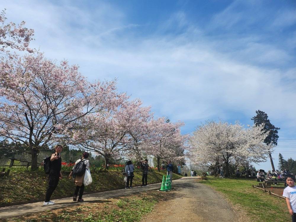 芝桜