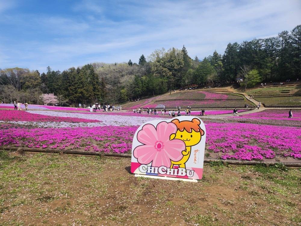 芝桜