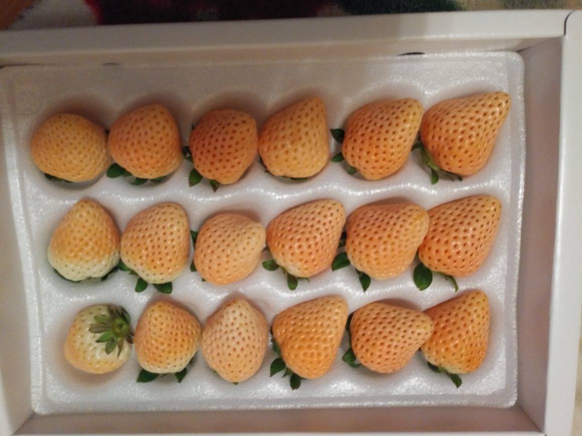 白いちご