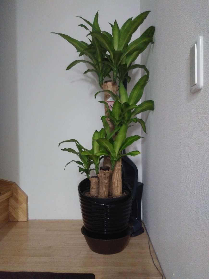 新しいお仲間？