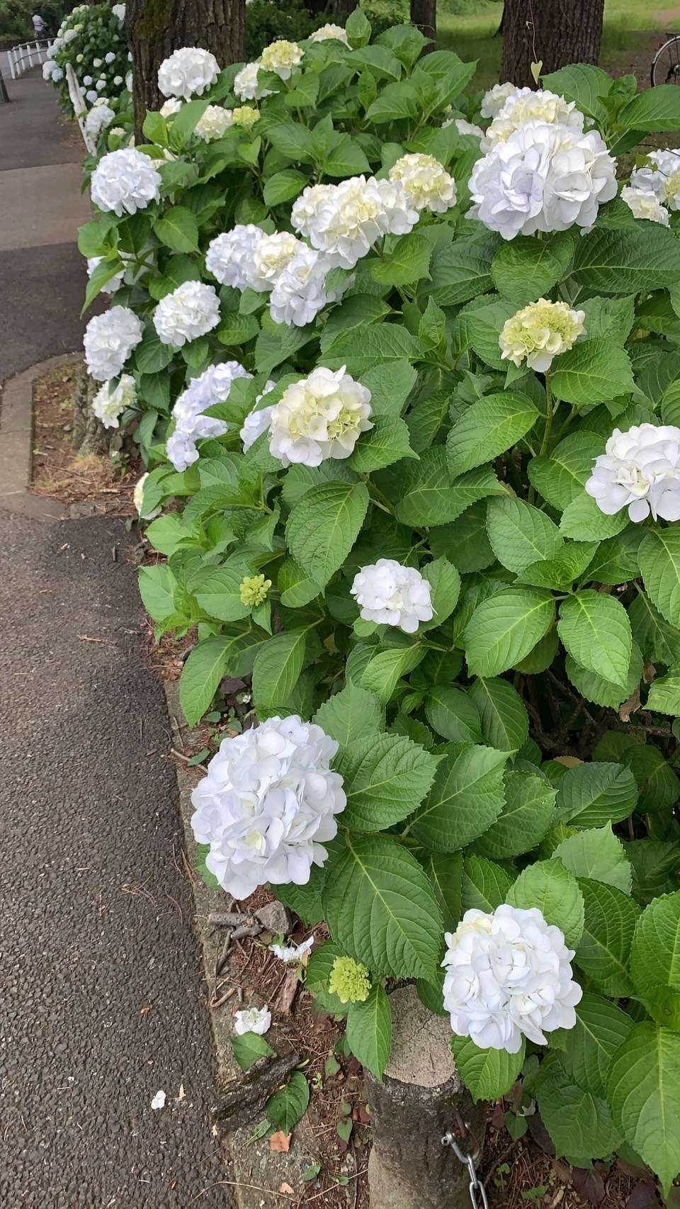 あじさい