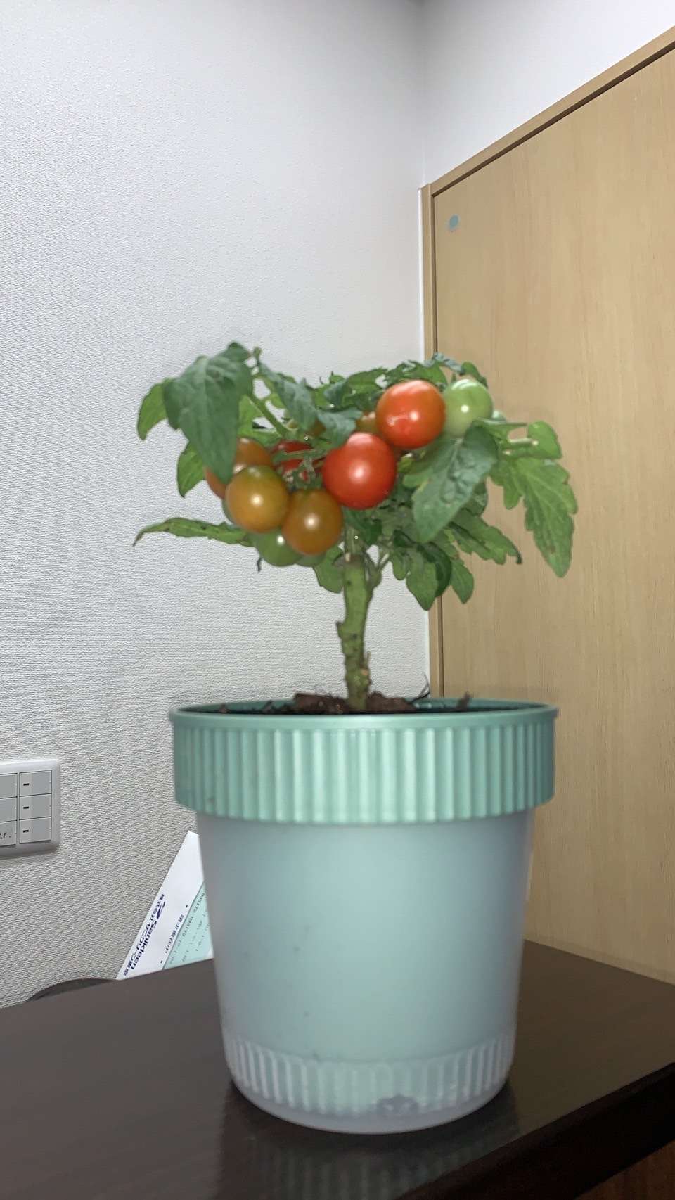 トマト
